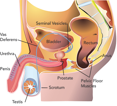 prostate